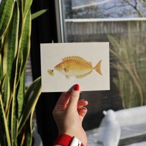 Kaart: Gele vis